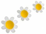 Daisies Stock Photo