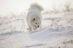 White Dog Samoyed Play On Snow Stock Photo