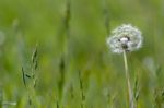 Close-up Of A Dandelion (taraxacum) Stock Photo