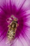 Hoverfly (scaeva Selenitica) Insect Stock Photo
