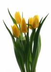 Yellow Tulips Stock Photo