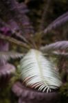 Green Leaves In Home Garden Stock Photo