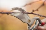 Pruning Fruit Tree - Cutting Branches At Spring Stock Photo