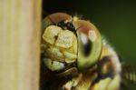 Portrait Of A Dragonfly Stock Photo