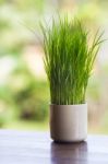 Wheatgrass Stock Photo