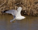 The Gull's Fly Stock Photo