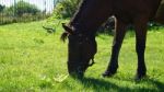 Horse In The Country Side Of Russia Stock Photo