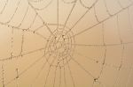 Cobweb Stock Photo