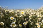 Crown Daisies In The Countryside Stock Photo