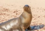 Sea Lion In Galapagos Islands Stock Photo