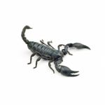 Scorpion Stock Photo