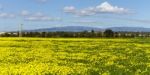 Spring Countryside Landscape Of Yellow Flowers Stock Photo