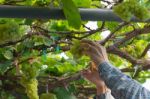 Grape Harvesting Stock Photo