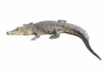 Crocodile Stay Rest On White Background Stock Photo