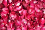  Red Rose Petal Background  Stock Photo