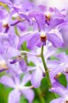 Purple Mokara Hybrids Orchid In Garden Stock Photo