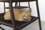 Ginger Kitten Sitting On The Chair Stock Photo