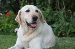 Portrait Of White Labrador Dog In The Garden Stock Photo