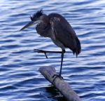 Image Of A Great Blue Heron Cleaning Feathers Stock Photo