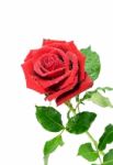 Red Rose Stock Photo