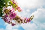 Lagerstroemia Floribunda Flower Stock Photo