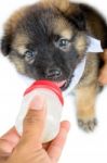 Baby Of The Dogs Eating Milk Stock Photo