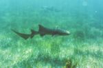 Underwater World In The Reef Near Caye Caulker In Belize Stock Photo