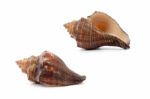 Sea Shell  On White Background Stock Photo