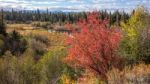 Autumn Colours In Wyoming Stock Photo