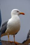 Yellow-legged Seagull Stock Photo