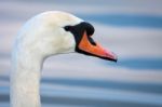 Mute Swan (cygnus Olor) At Warnham Nature Reserve Stock Photo