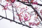 Flowers With Branches In Autumn Stock Photo