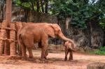 Africa Elephant Coating Her Baby With Sand Stock Photo