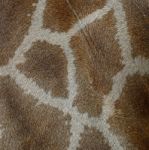 Giraffe Skin Stock Photo