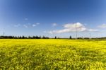 Spring Countryside Landscape Of Yellow Flowers Stock Photo