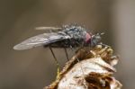 Bombyliidae Fly Stock Photo