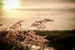 Vintage Wild Florwers In Sunset Stock Photo