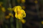 
Xyridaceae Beautiful Field Full Of Yellow Macro For Details Stock Photo