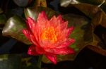 Beautiful Lotus&waterlily Flower Is The Symbol Of The Buddha, Thailand Stock Photo