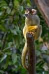 Common Squirrel Monkey (saimiri Sciureus) Stock Photo