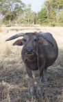 Water Buffallo Stock Photo