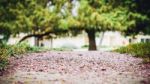 Pink Petals Path Stock Photo