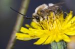 Long Horned Bee Stock Photo