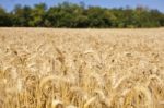 Wheat Field Stock Photo