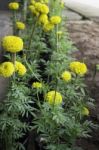 Marigold Flowers In Front Of Home Garden Stock Photo