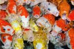 Colorful Many Koi Carp Stock Photo