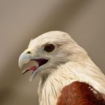 Brahminy Kite Stock Photo