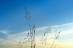 Close-up Of Grass Flower On Morning Stock Photo