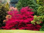 Japanese Maple (acer Palmatum) In Autumn Colours Stock Photo