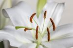 White Flower Stock Photo